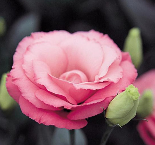 Lisianthus Arena Rose III Plugs (4)