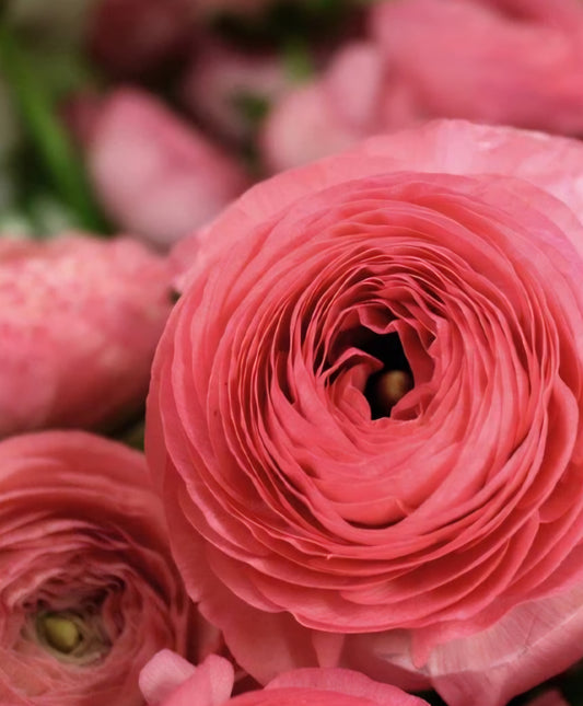 Ranunculus Aviv Rose Corms