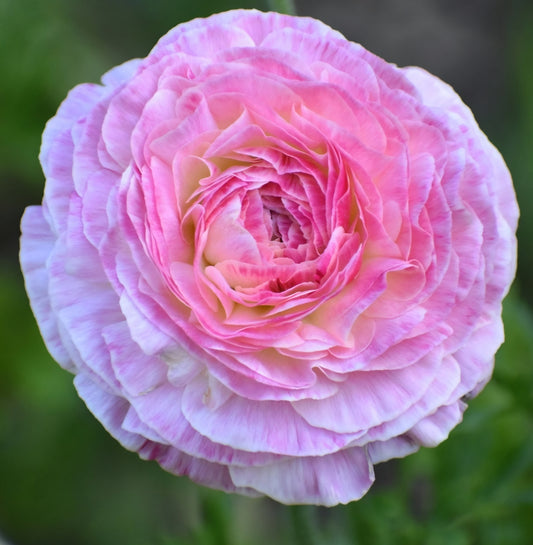 Aviv Picotee Pink Ranunculus Corms