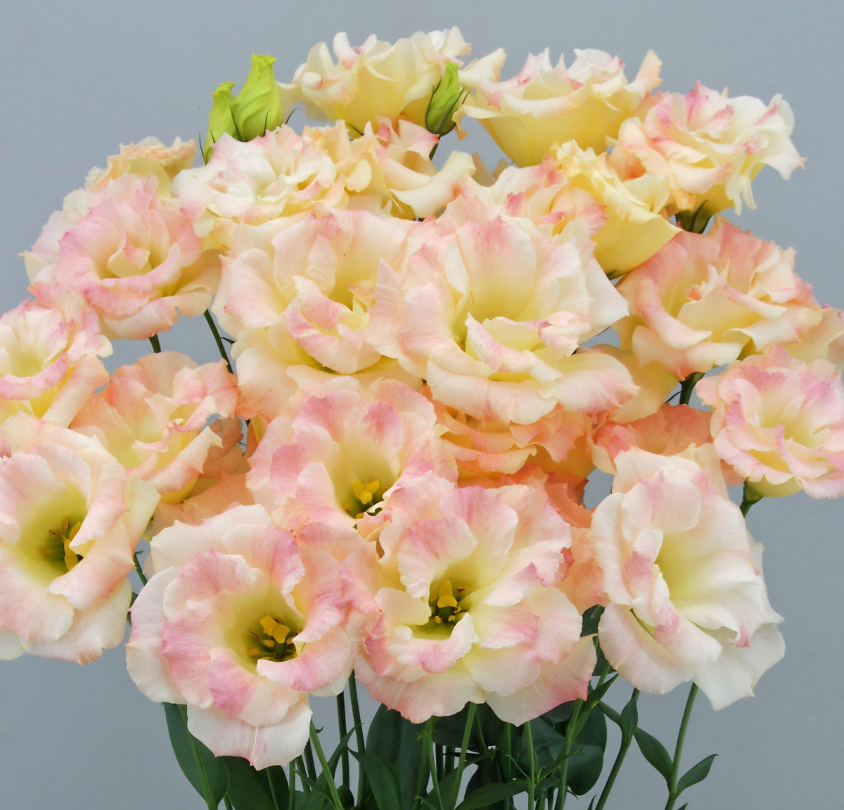 Lisianthus Megalo Champagne Plugs