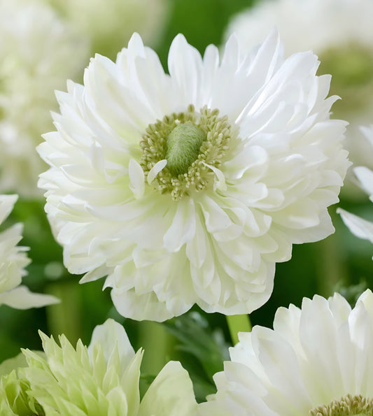 Anemone Fullstar White
