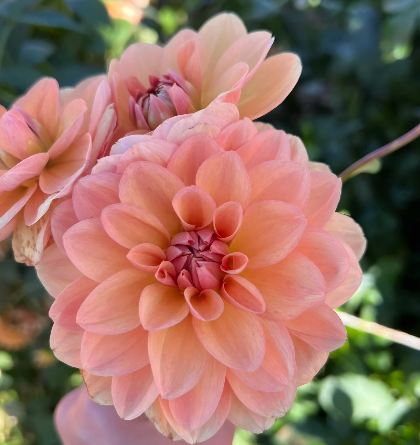 Yelno Harmony Dahlia Cutting