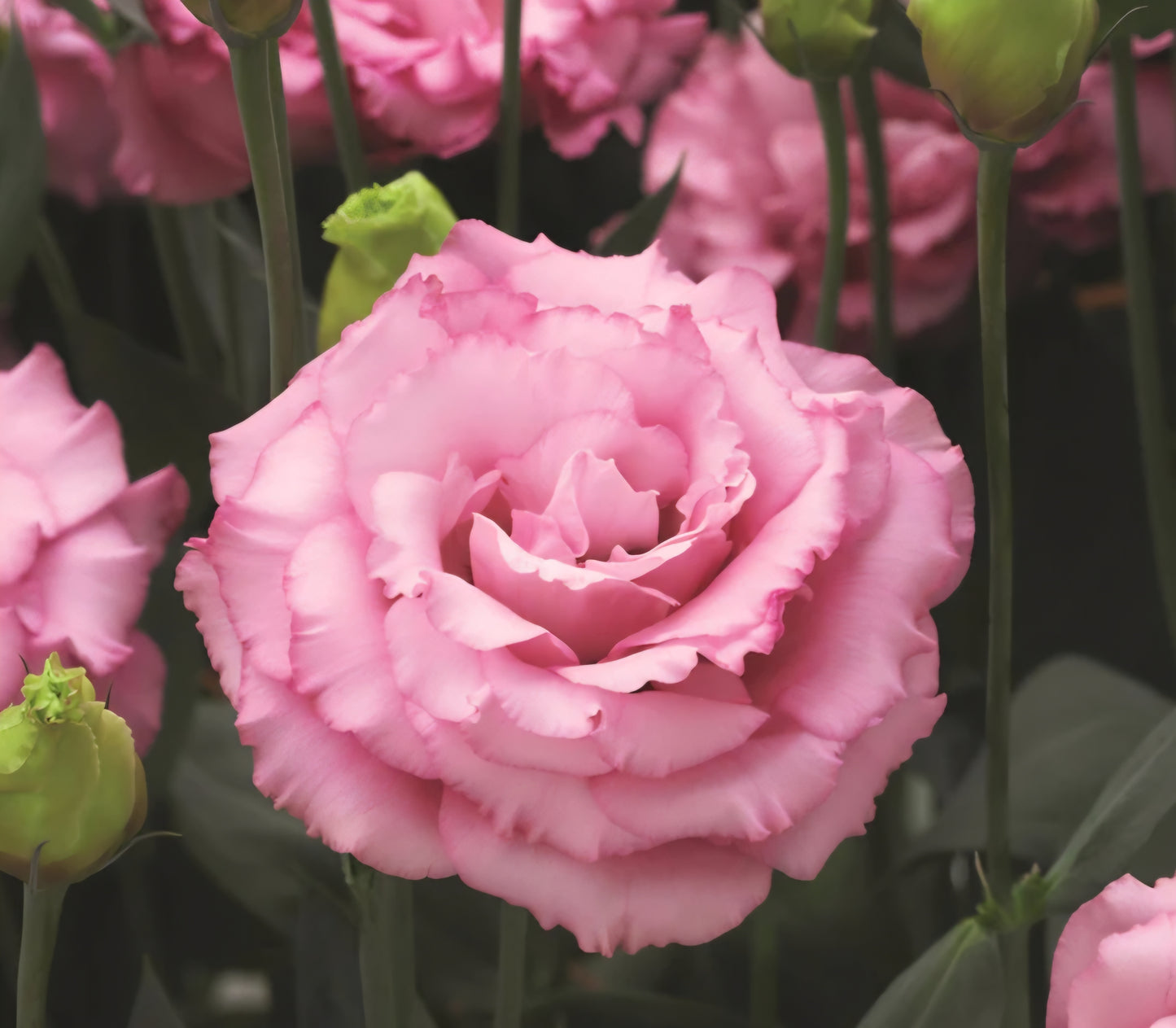 Lisianthus Corelli III Rose Plugs