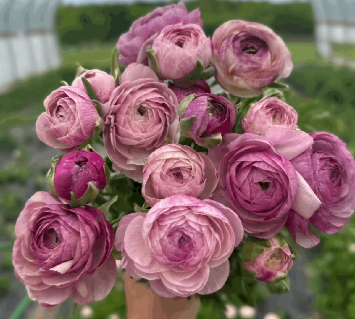 Sprouted Ranunculus Pre-Sprouted Ranunculus Purple Jean Amadine (6) – Blooming Patches Farm