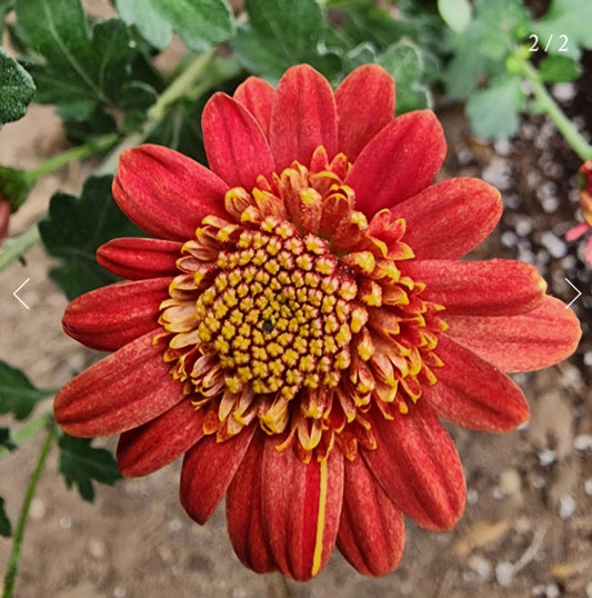 Bronze Fleece Heirloom Chrysanthemum Plugs (3)