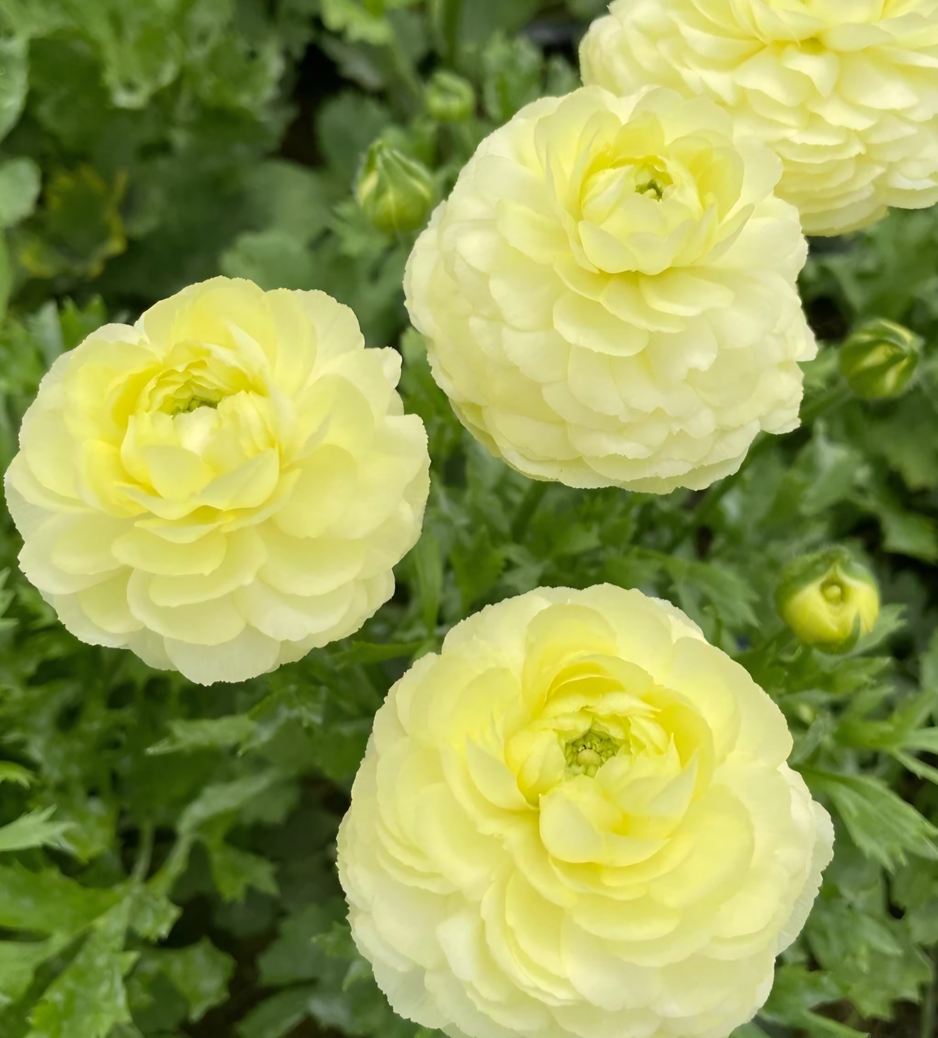 Creama Ranunculus Amandine Cream Ranunculus Corms – Blooming Patches Farm