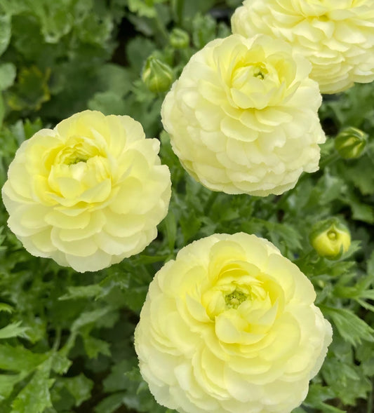 Amandine Cream Ranunculus Corms