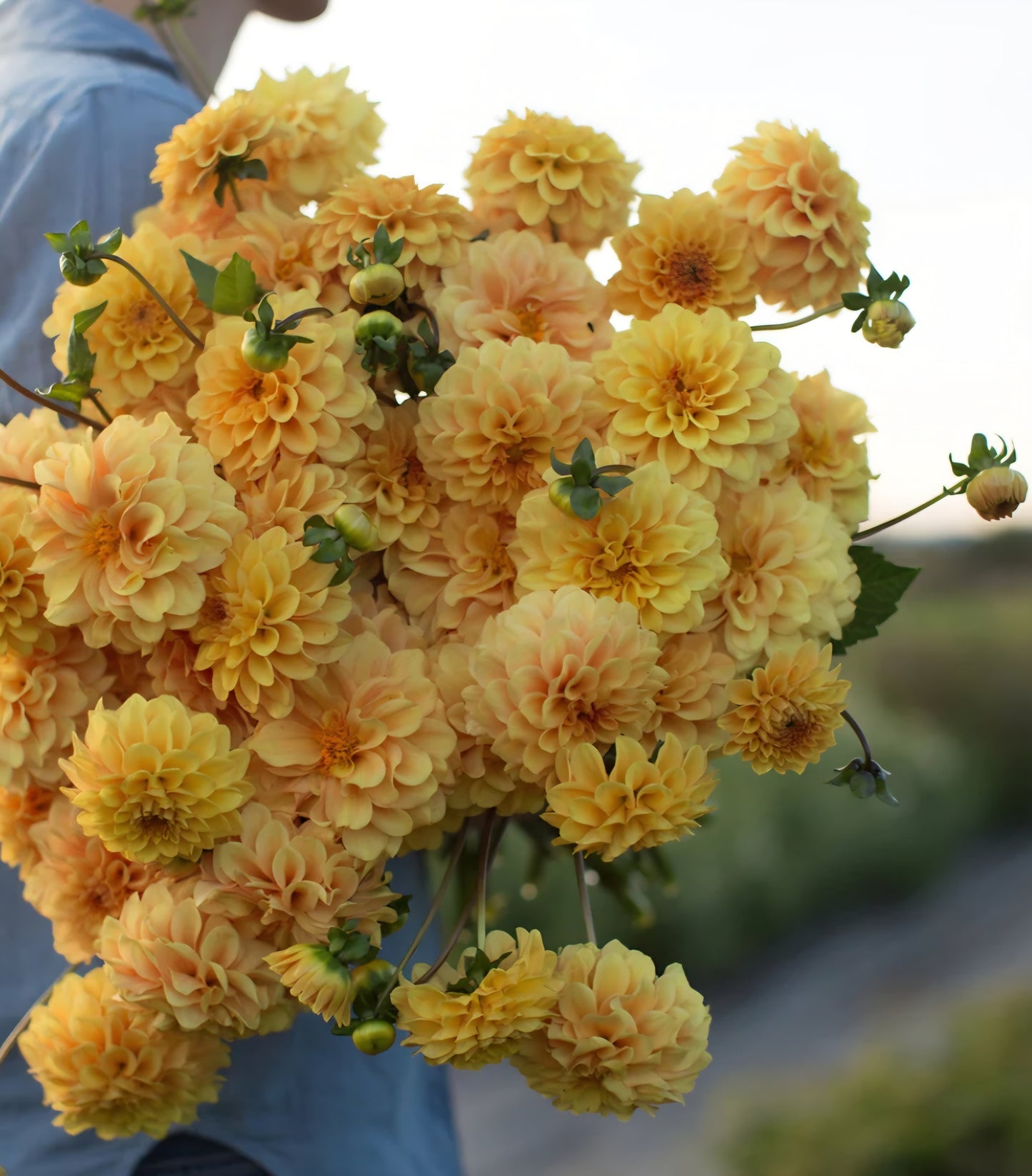 Golden Scepter Dahlia Cutting