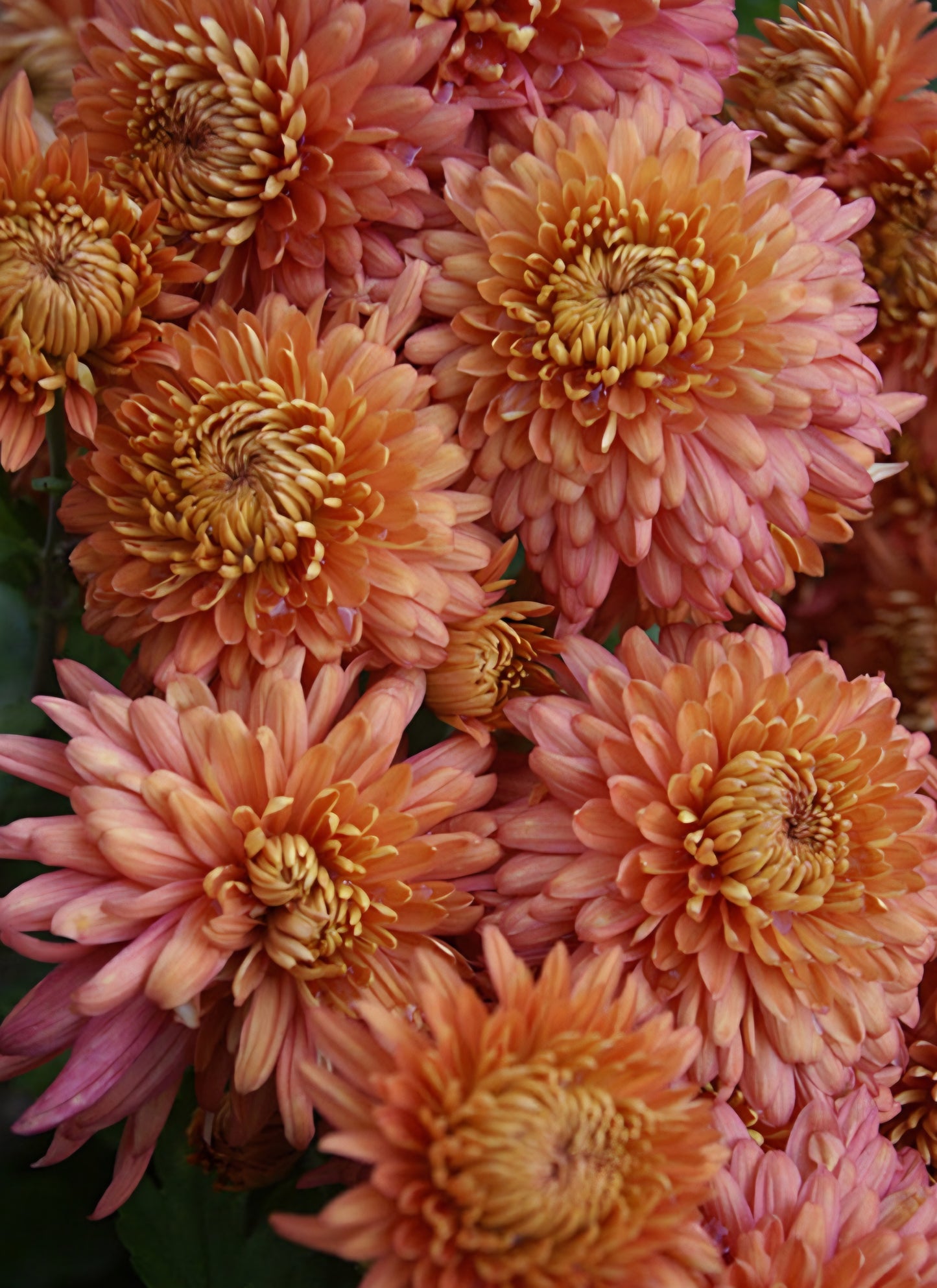 Coral Cavelier Chrysanthemum Cutting Plugs (3)