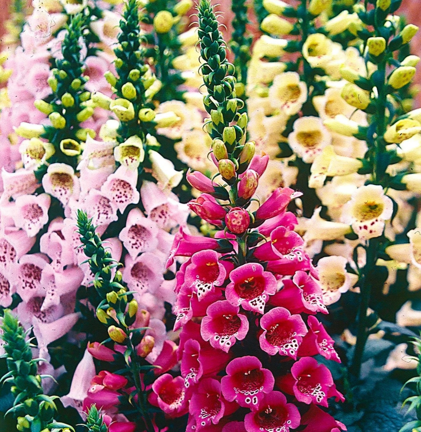 Digitalis Foxglove Dalmatian Mix Plugs (4)