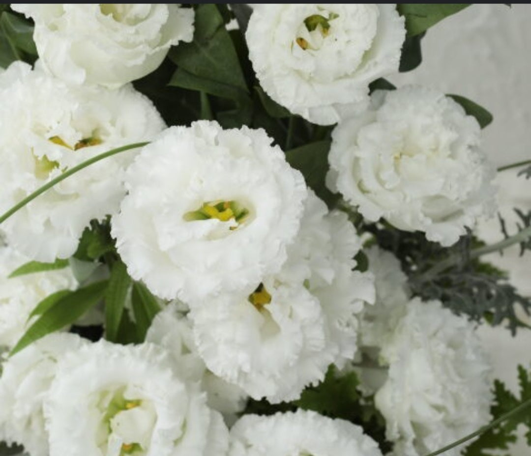 Lisianthus Voyage Pure White Plugs