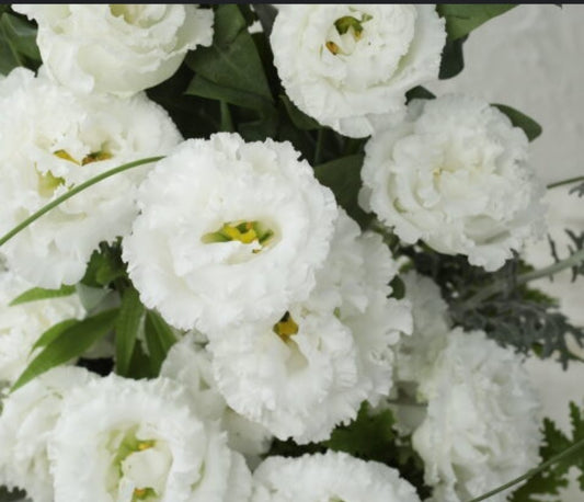 Lisianthus Voyage Pure White Plugs