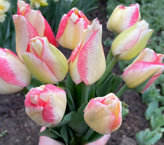 Spryng Sunrise Tulip Bulbs (20)