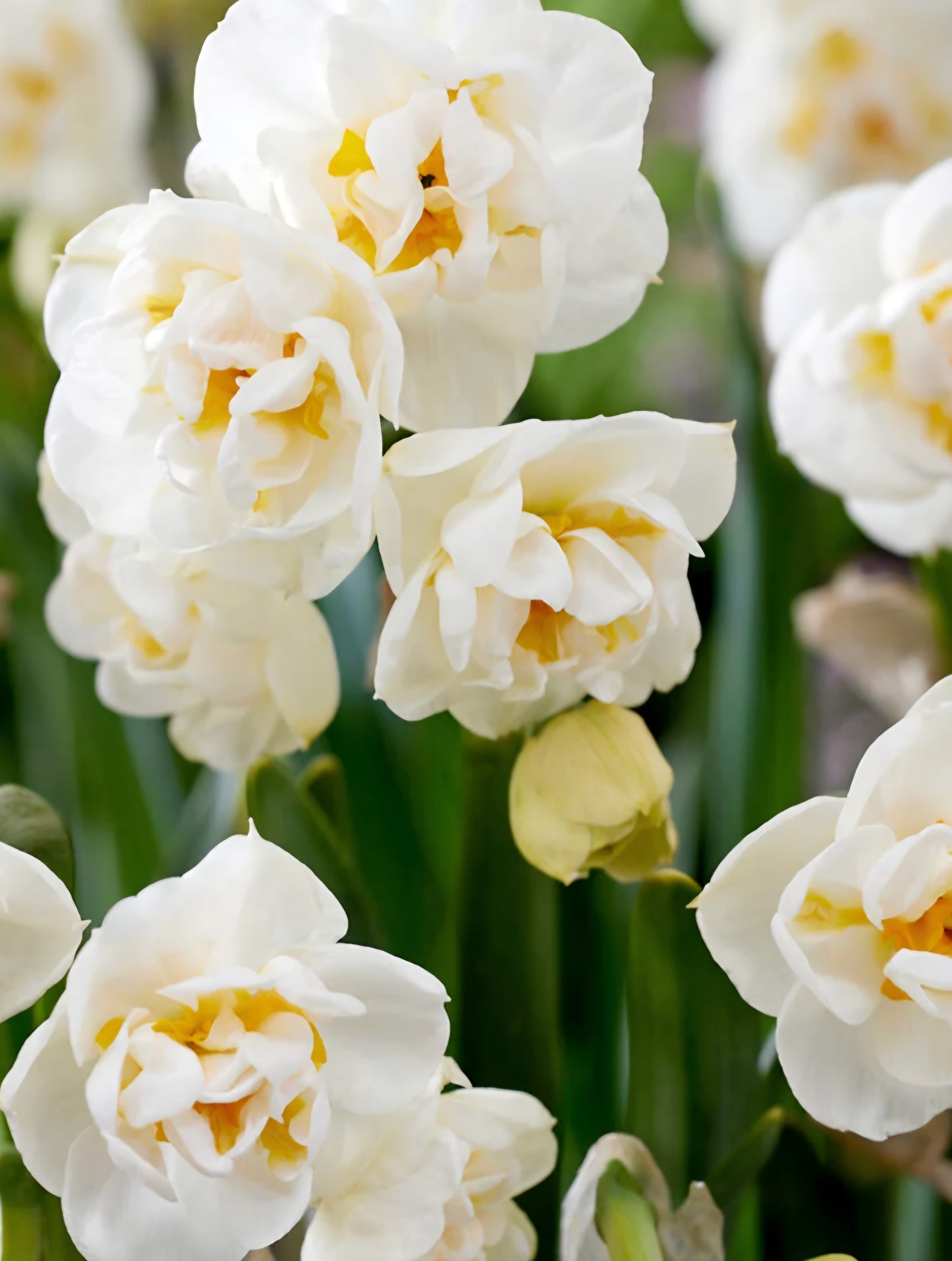 Bridal Crown Daffodil Narcissus Bulbs (10)