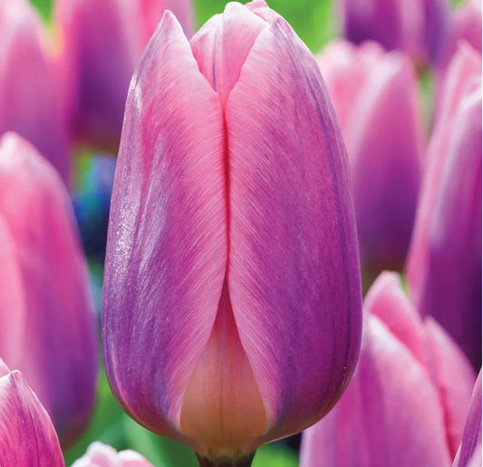 Light and Dreamy Tulip Bulbs (10)