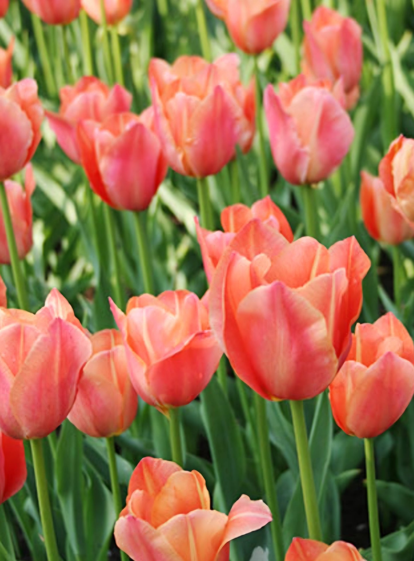 Stunning Apricot Single Late Tulip