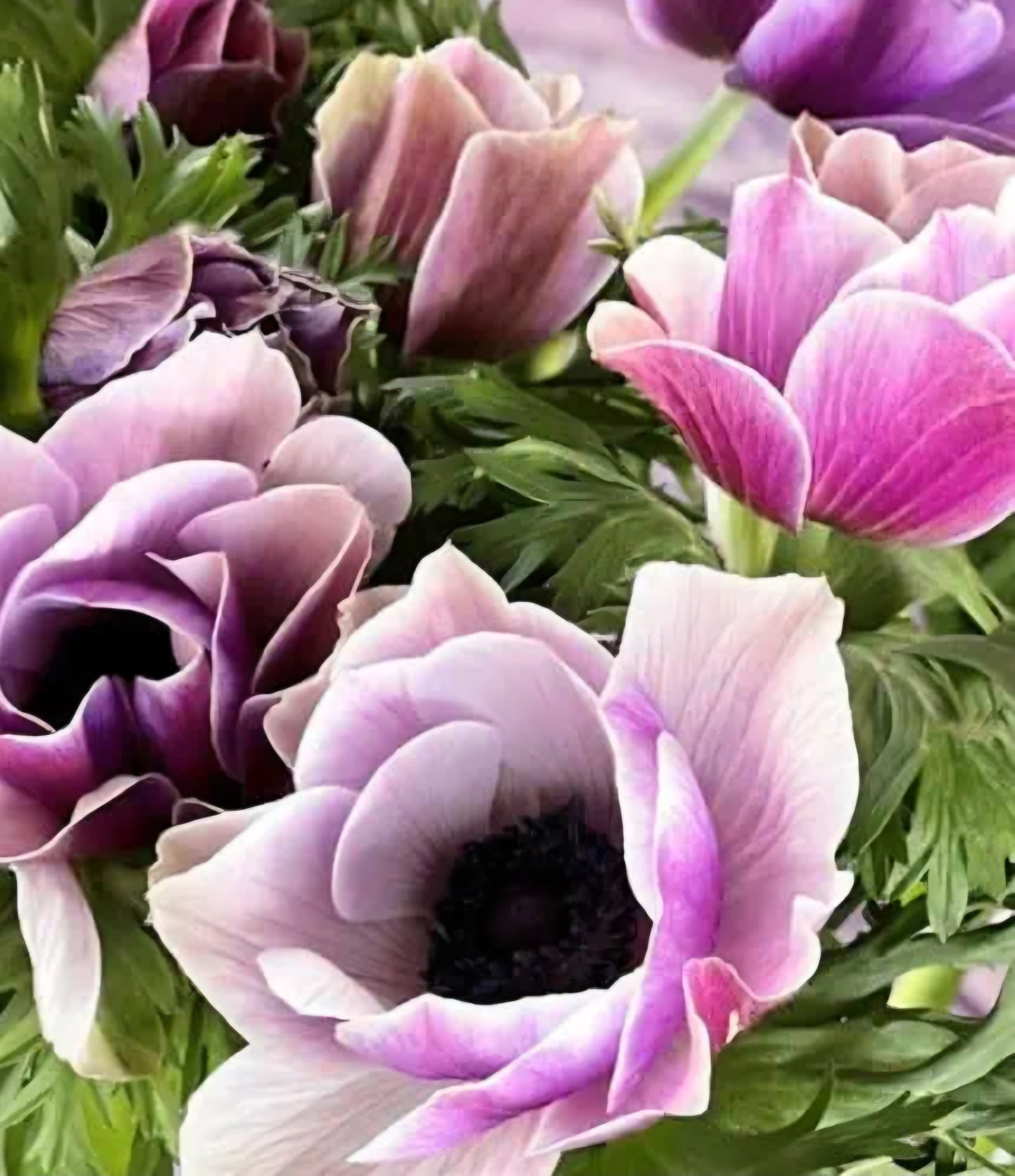 Anemone Mistral Rarity Mix (10)