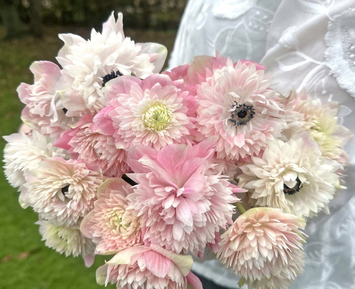 Anemone Levante Rosa Chiaro Mix (10)