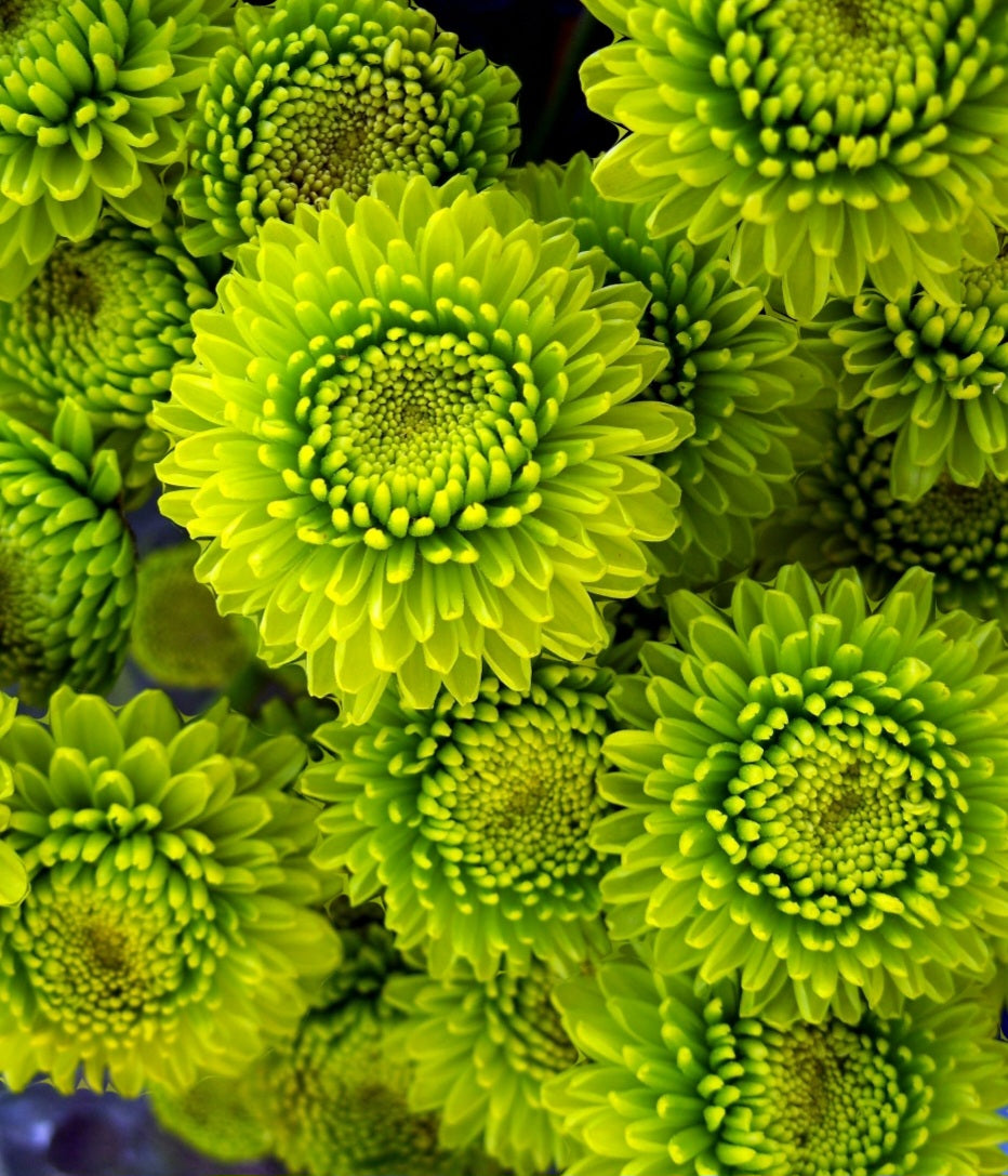 Chrysanthemum Green Kermit Mum Plugs (3)