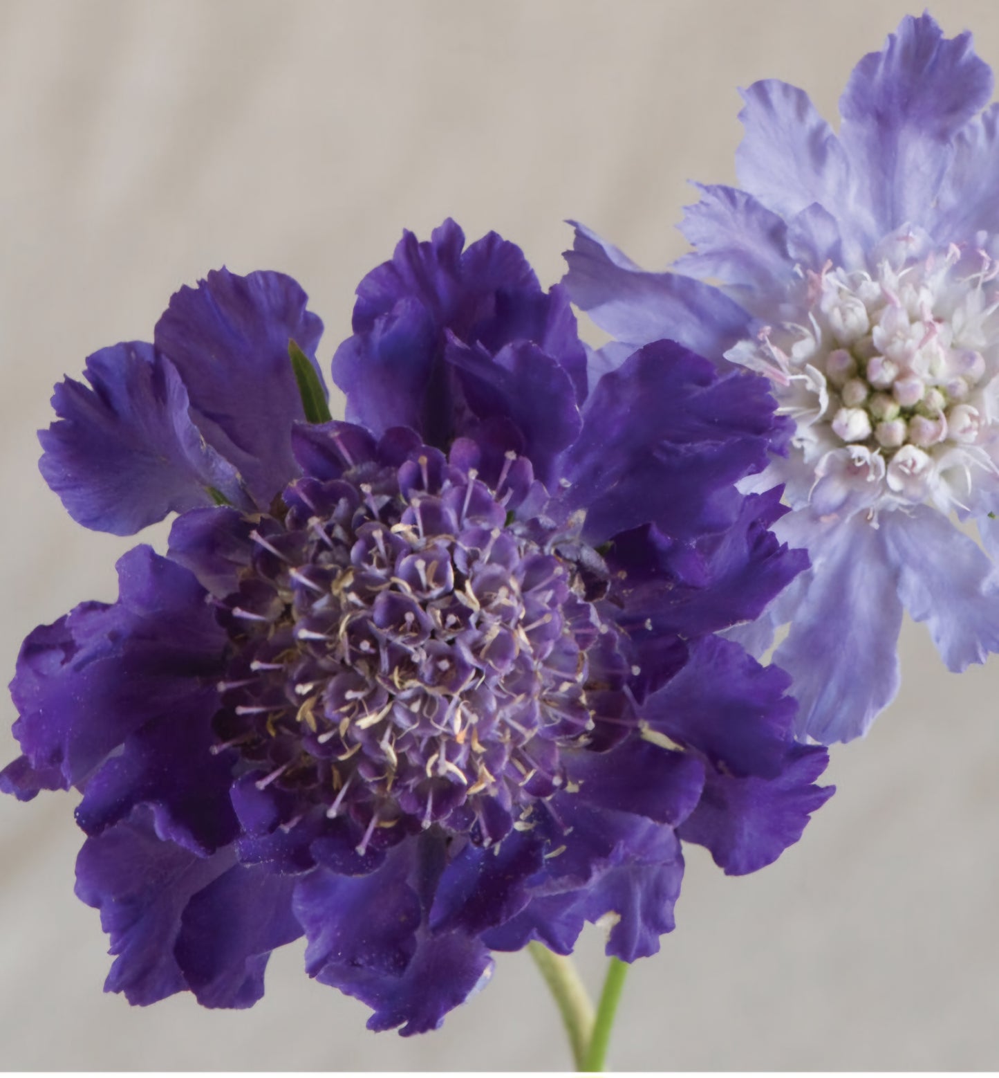 Fama Scabiosa Deep Blue Plant Plugs
