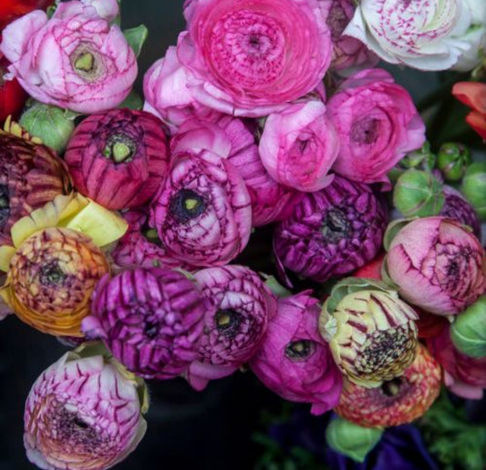 Ranunculus Tecolote Picotee Corms