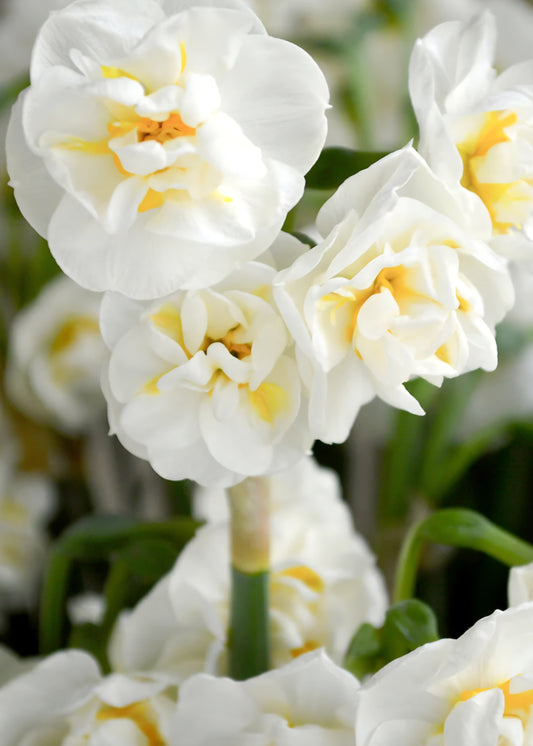 Bridal Crown Daffodil Narcissus Bulbs (10)