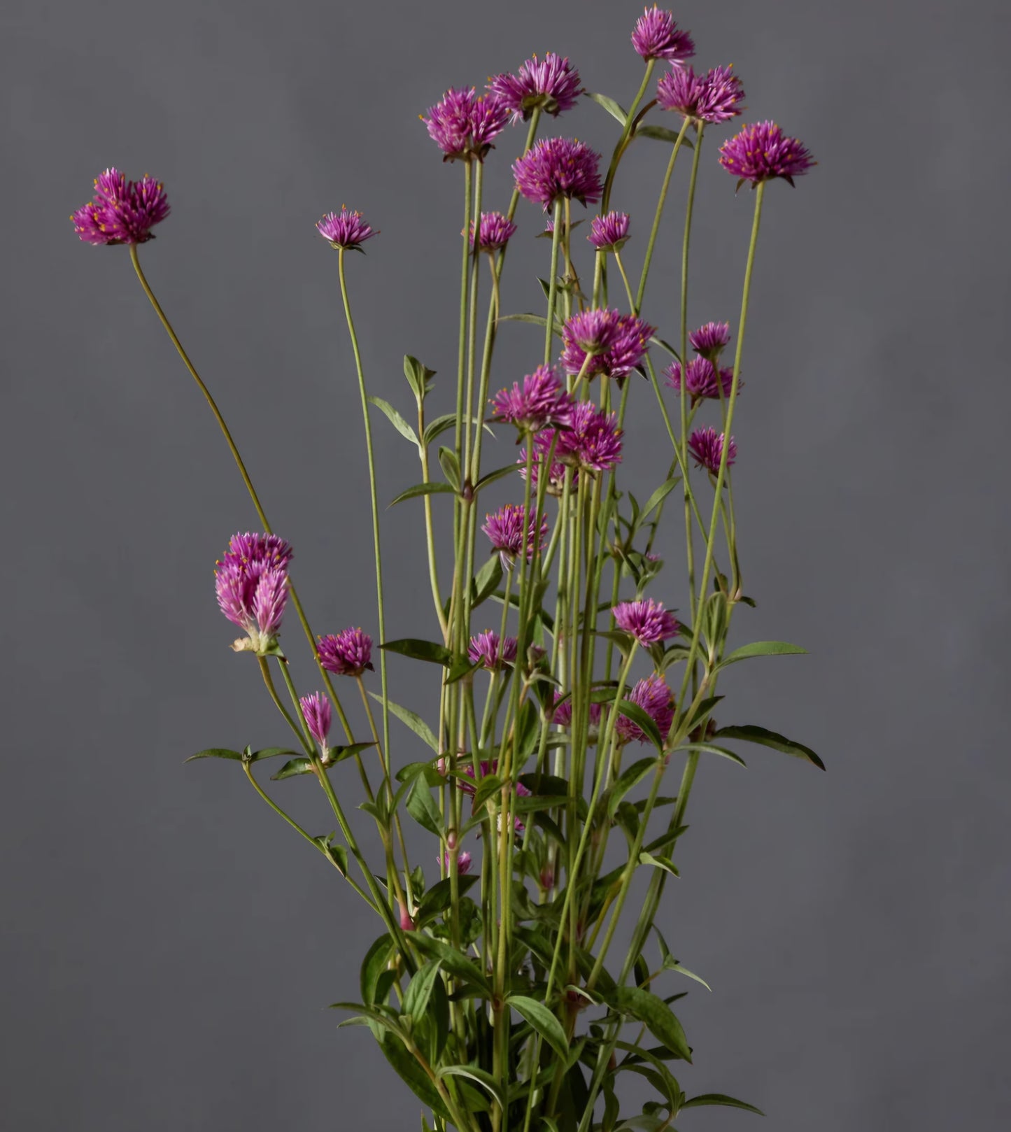 Gomphrena Fireworks Plugs (4)