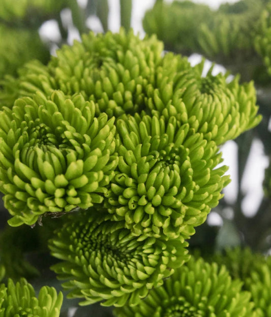 Chrysanthemum Green Kermit Mum Plugs (3)