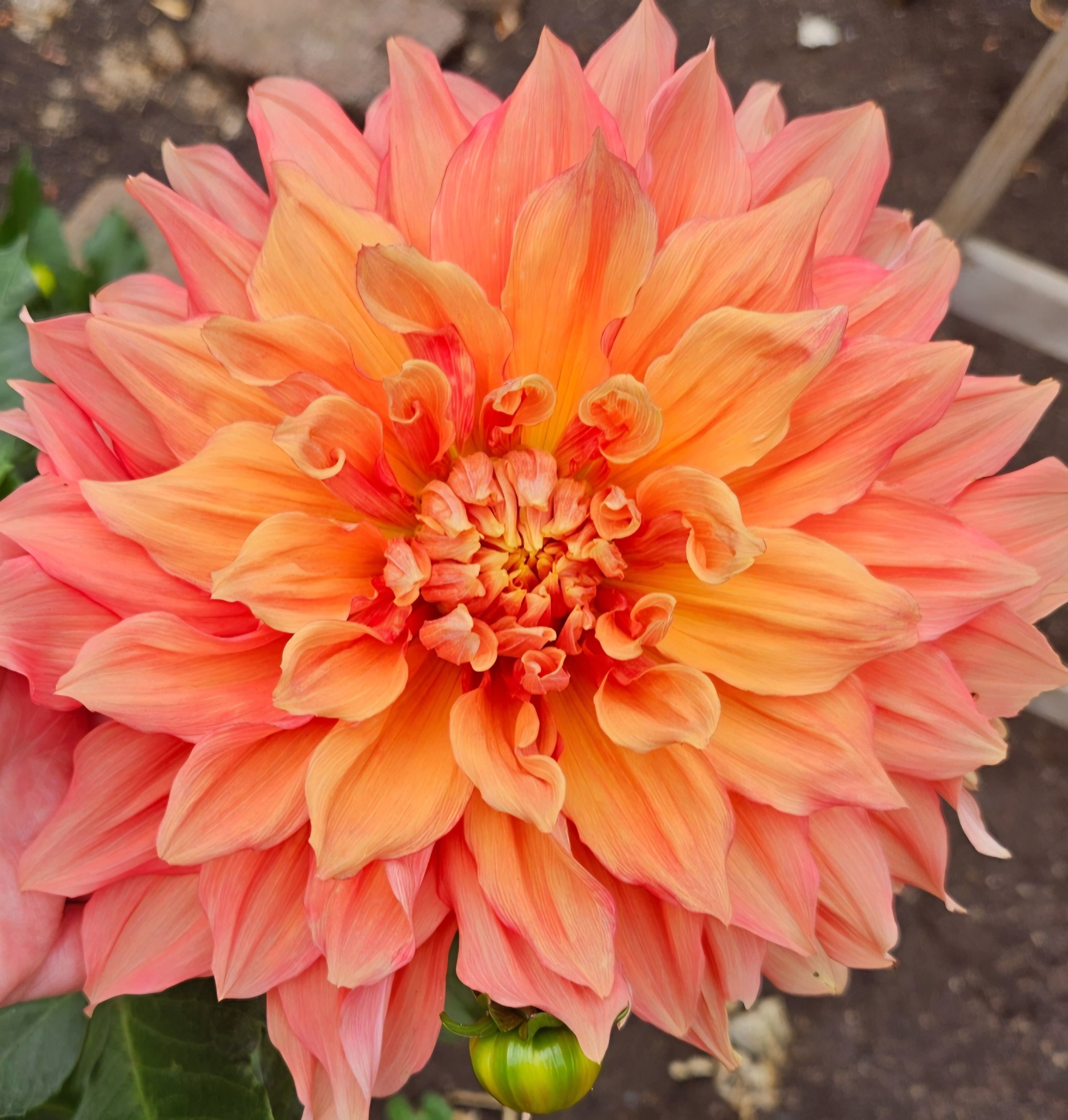 Blooming Patches Farm Dahlia Tuber - Thumbnail 2