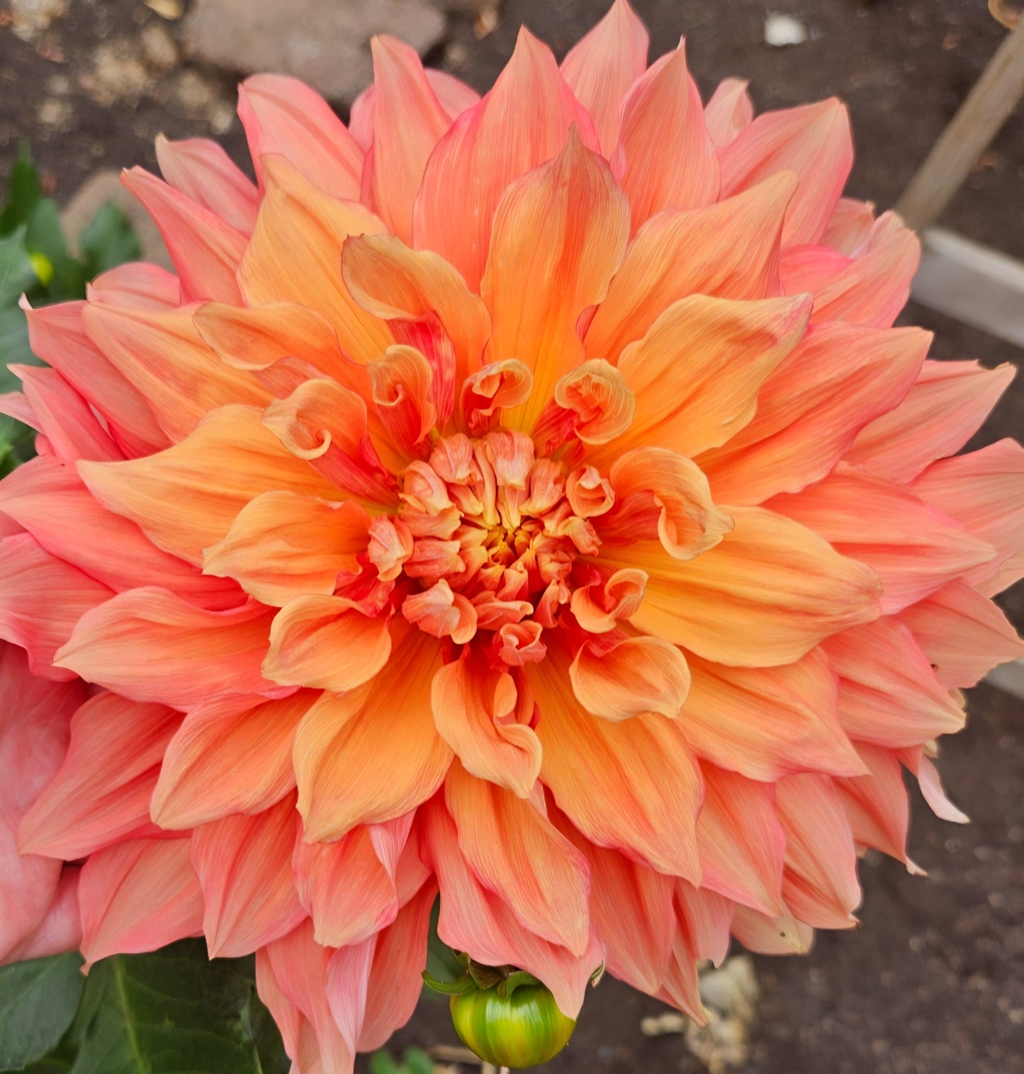 Mango Madness Dahlia Tuber