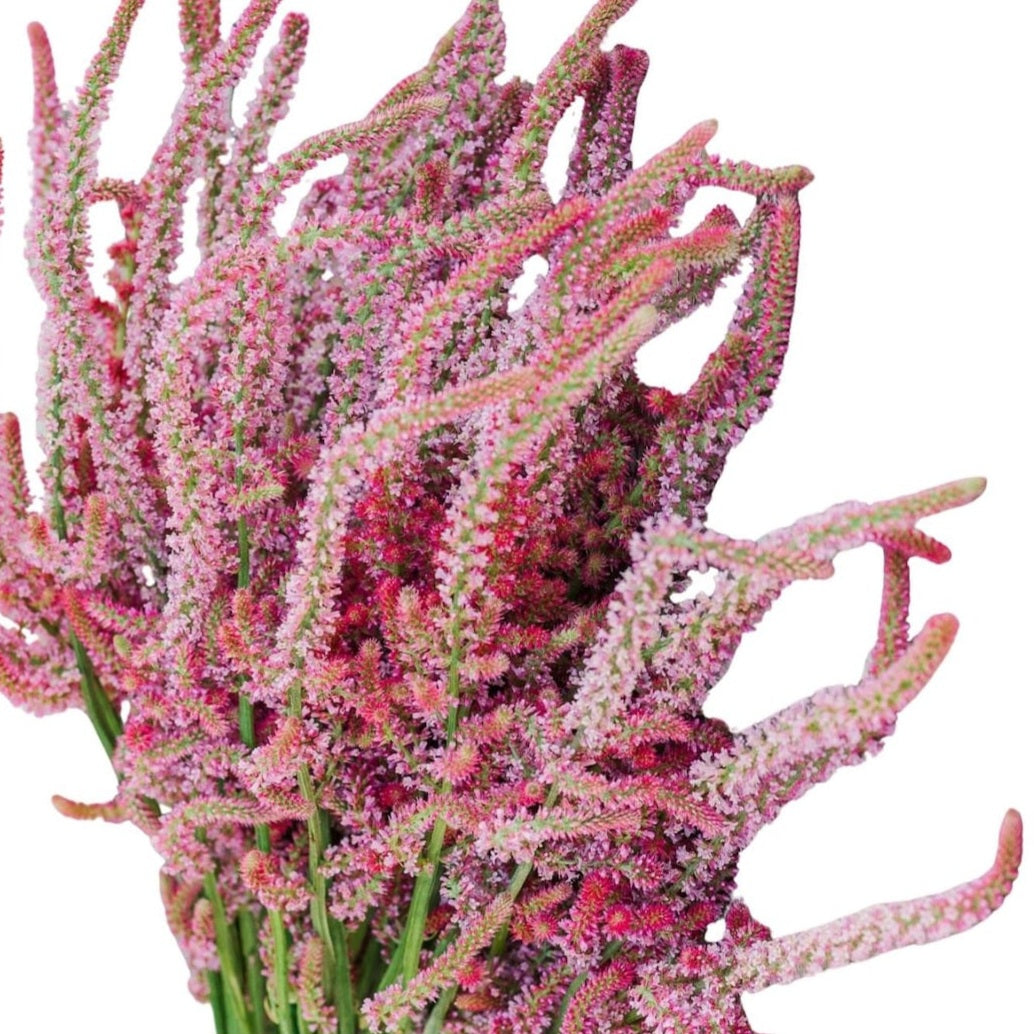 Statice Pink Poker  Suworowii Plugs