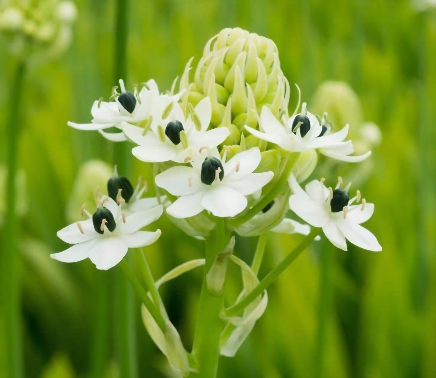 Arabian Starflower Ornithogalum 'Arabicum' Allium Bulbs