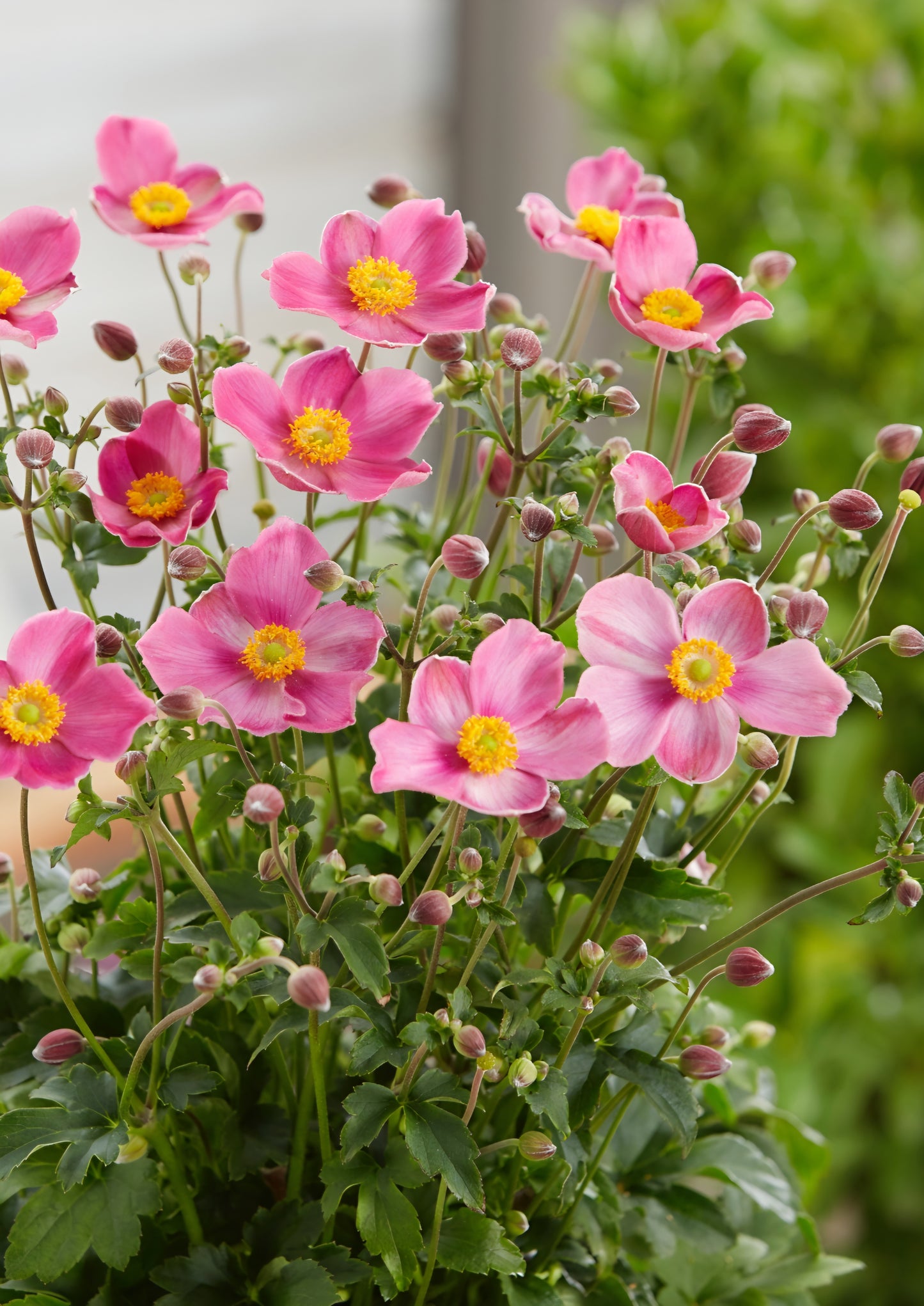 Japanese Anemone Fantasy Jasmine Plugs (2)