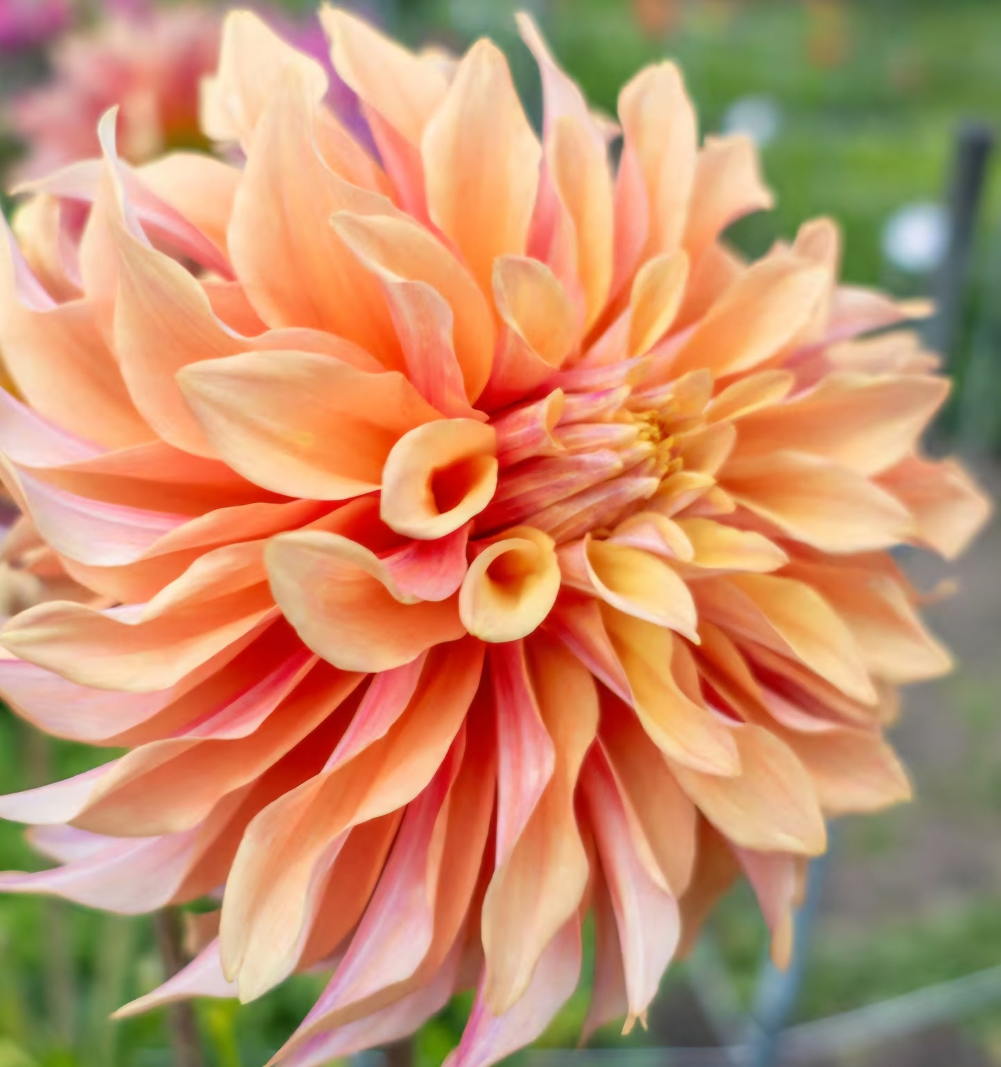 Mango Madness Dahlia Tuber