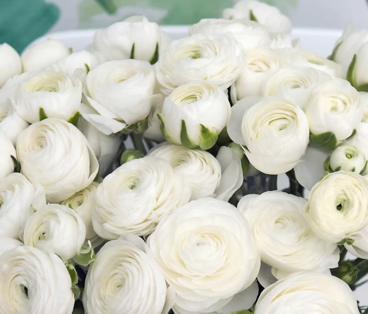 Amandine White Ranunculus Corms