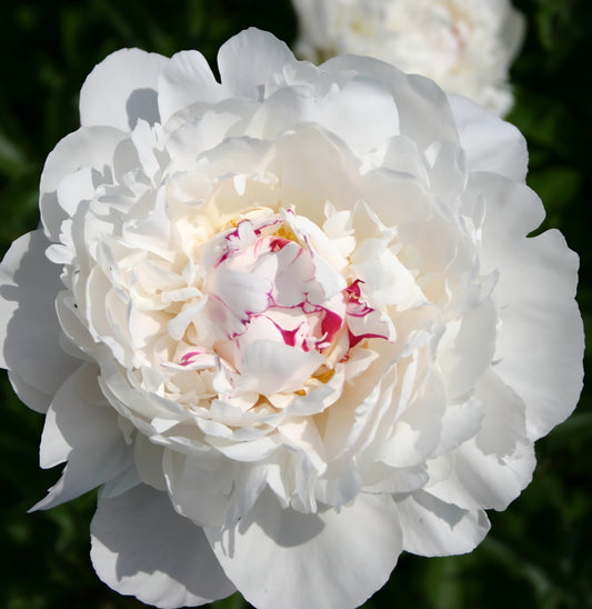 Festiva Maxima Peony Root