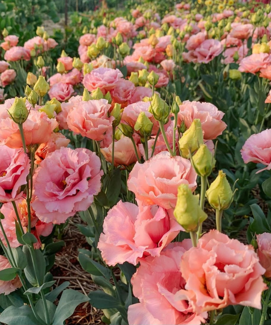 Lisianthus Corelli Apricot Plugs