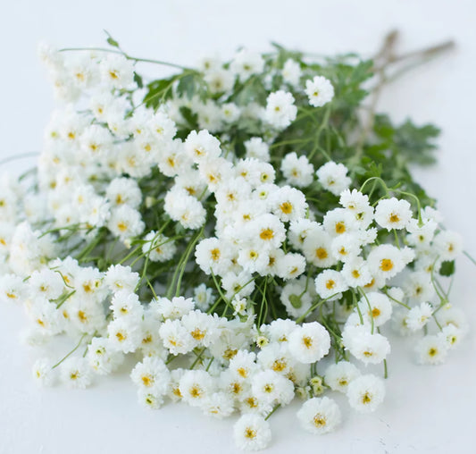 Tetra White Feverfew Plugs