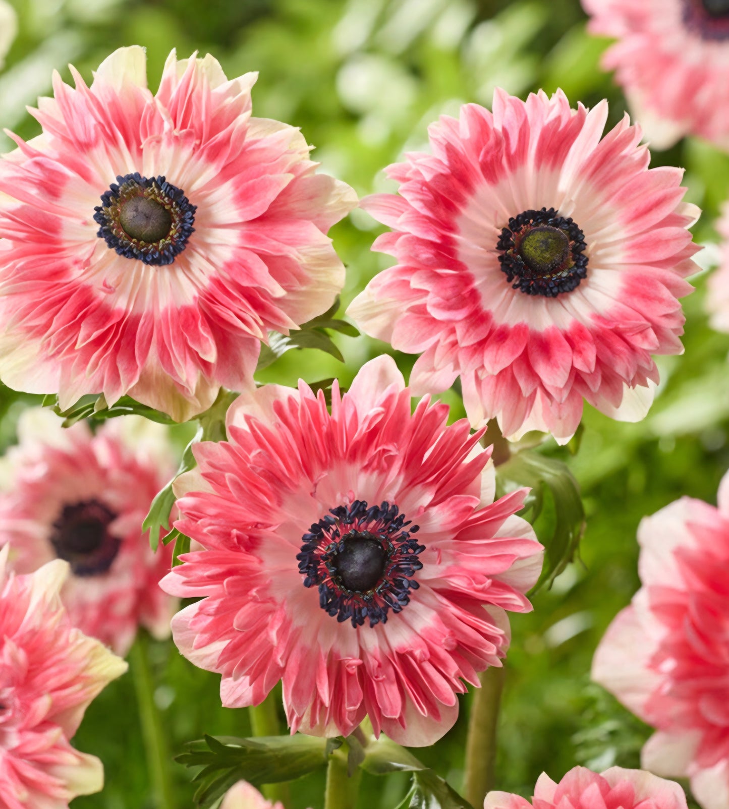 Anemone Fullstar Red White Corms (10)