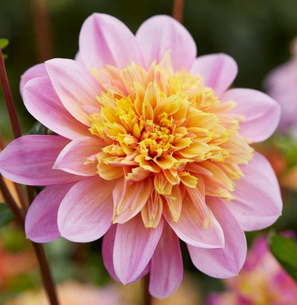 Lifestyle Dahlia Cutting