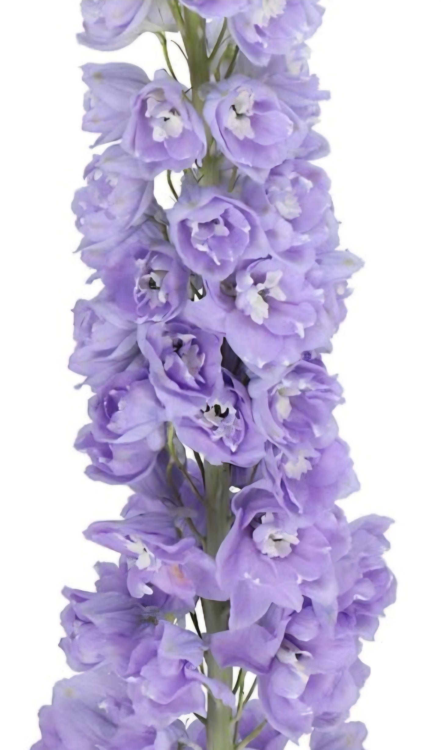 Delphinium Aurora Lavender Plugs