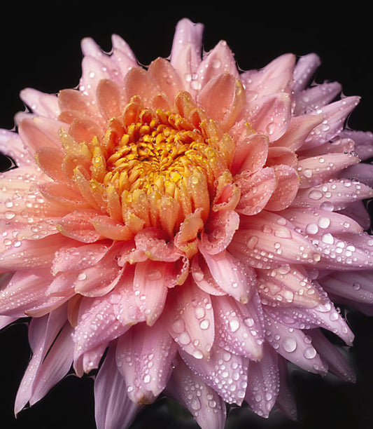 Annie Girl Chrysanthemum Plugs (3)