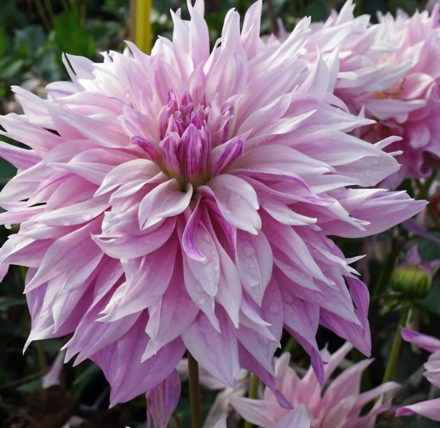 Labyrinth Two Tone Dahlia Tuber