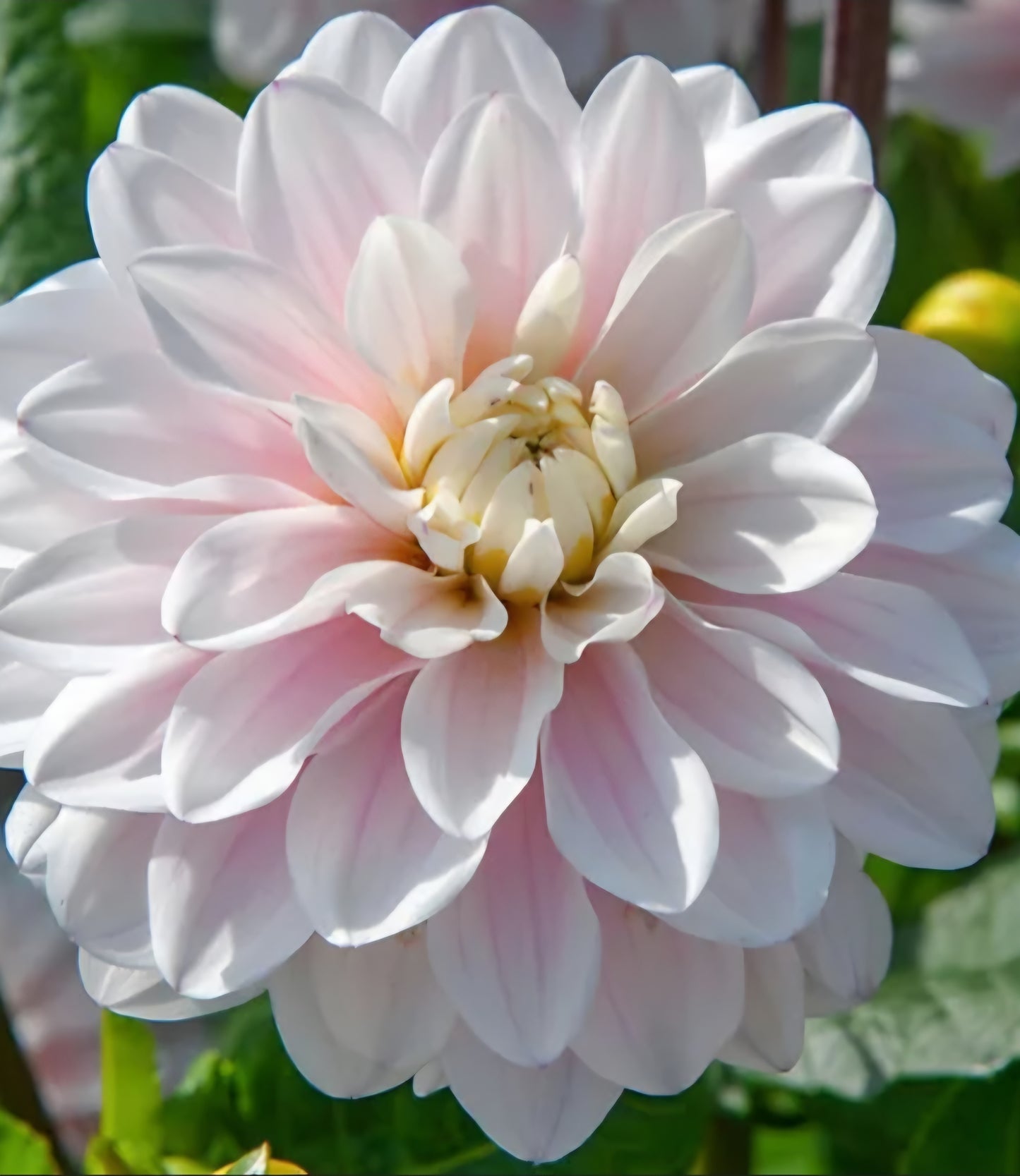 Silver Years Dahlia Tuber