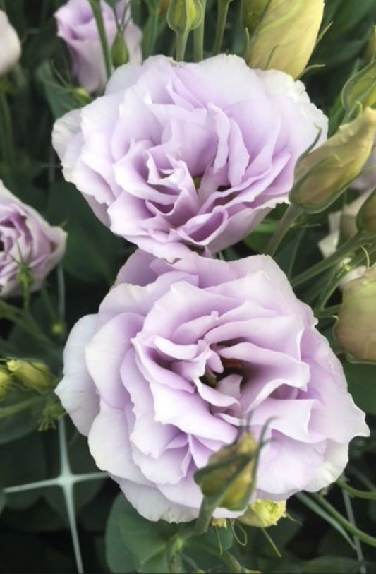 Lisianthus Echo Lavender Plugs