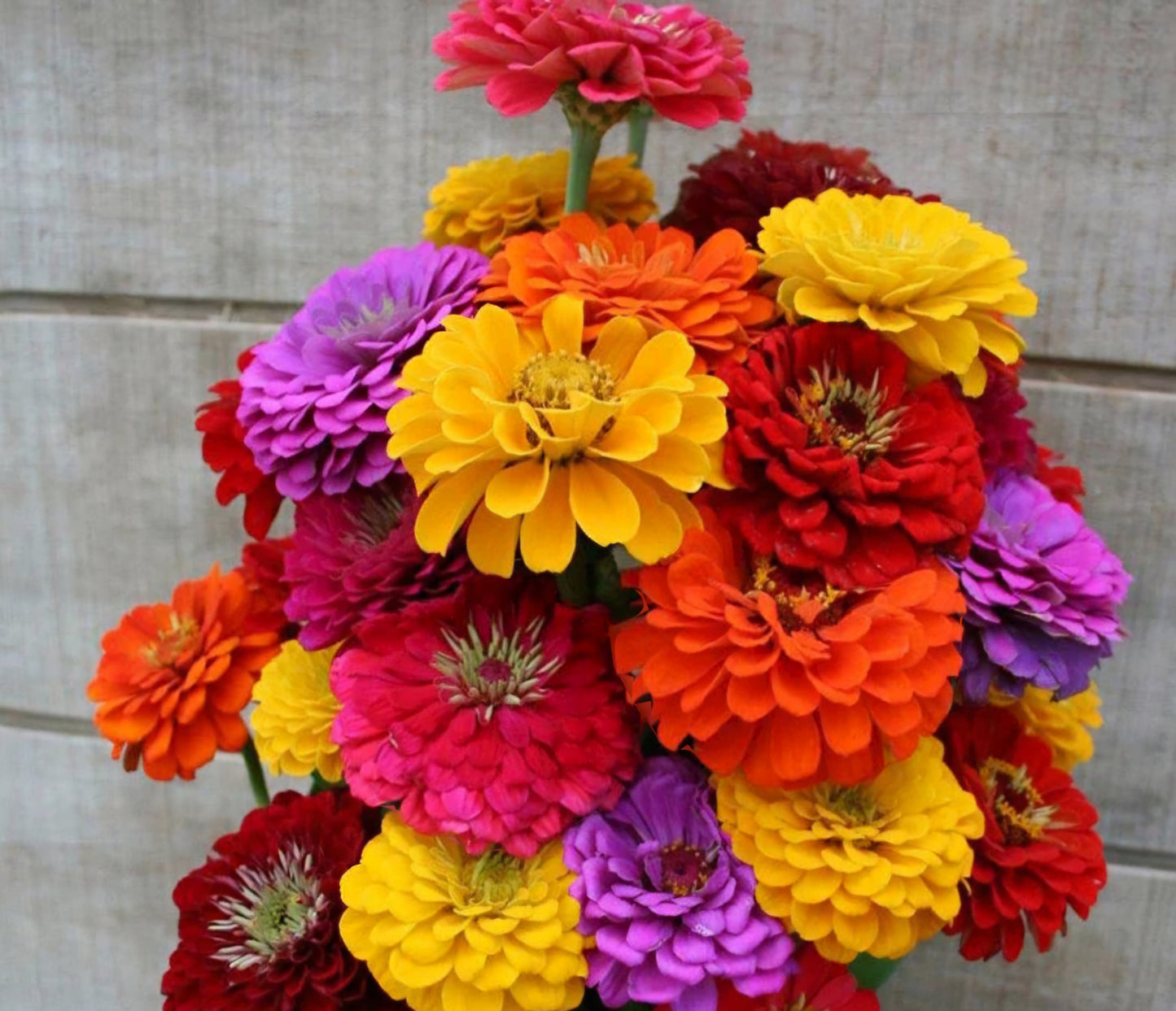 California Zinnia Seeds