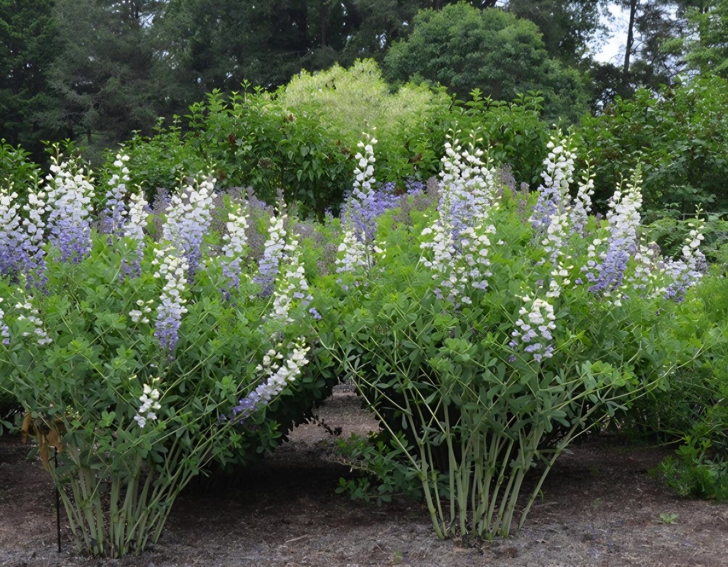 Baptisia Lunar Eclipse (2)