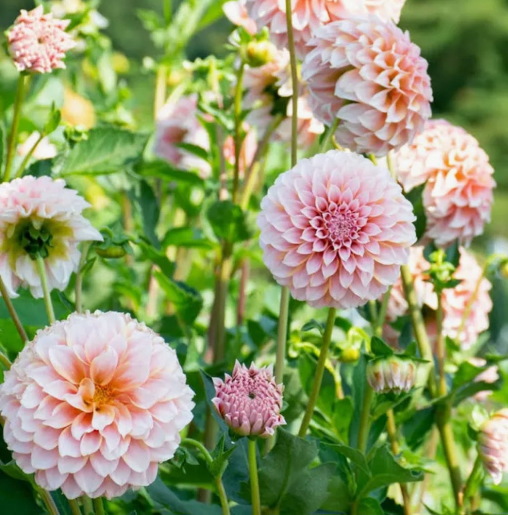 Peaches N Cream Dahlia Cutting