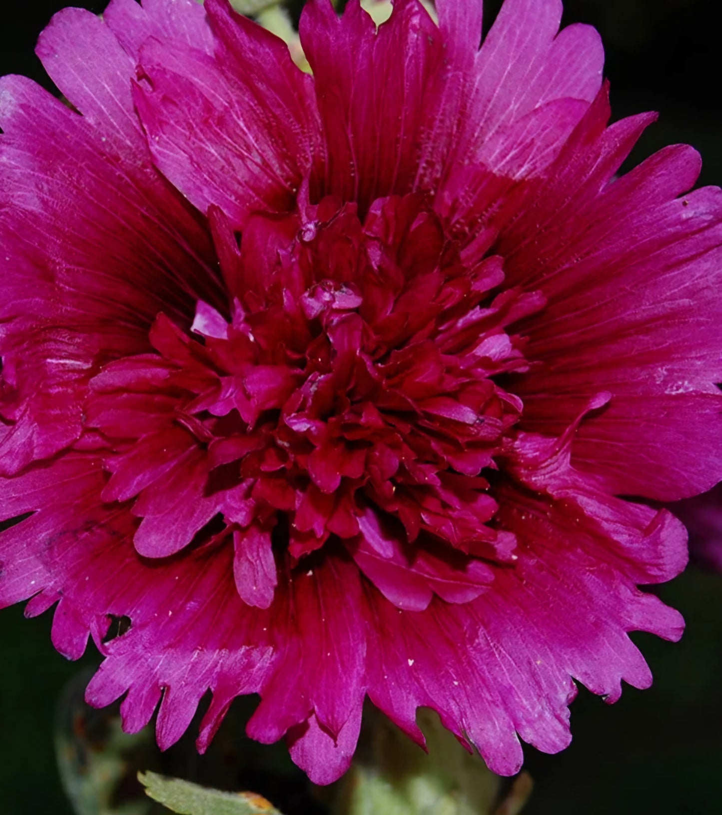 Hollyhock Queeny Purple Plugs