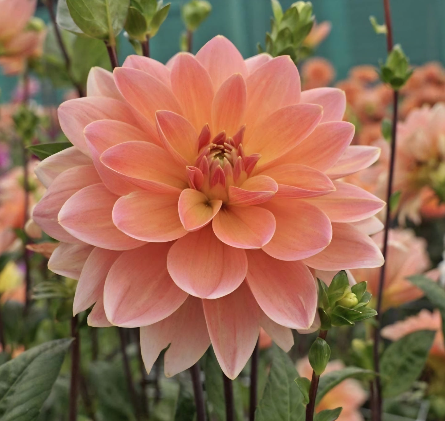 Mister Frans Dahlia Tuber